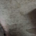 پرس برش